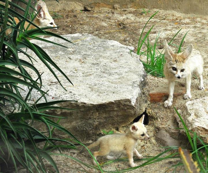 Fennec Bioparco Roma