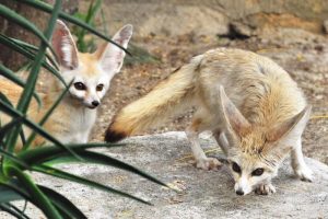 Fennec Bioparco Roma