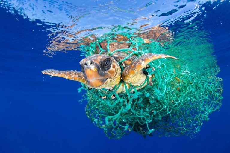 Greenpeace Giornata Mondiale Oceani