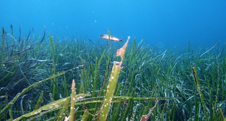 posidonia oceanica