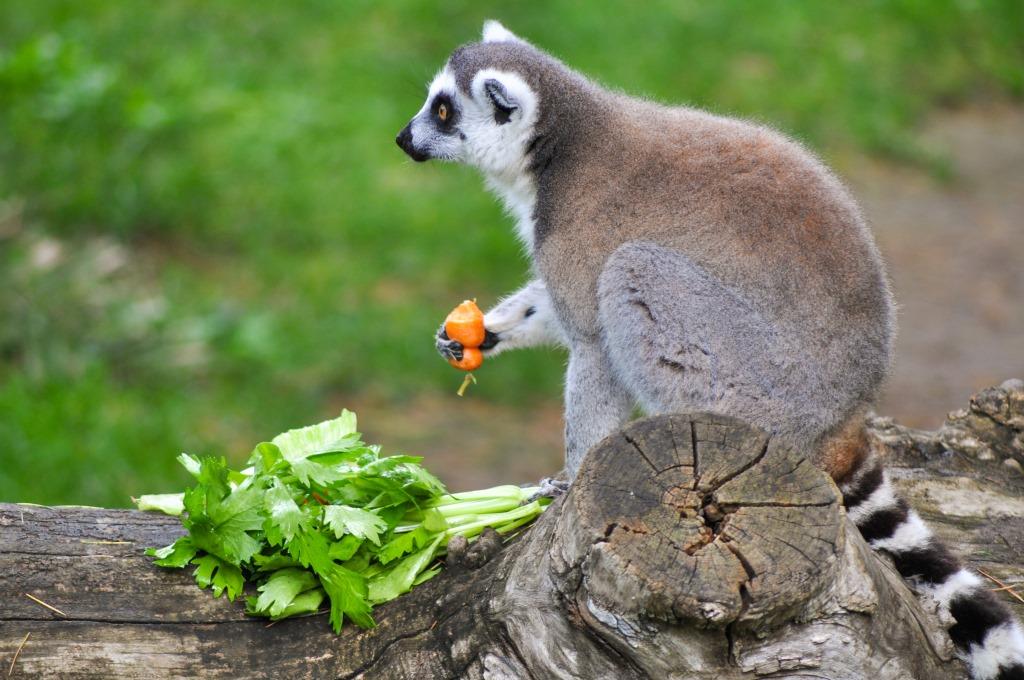 Bioparco di Roma