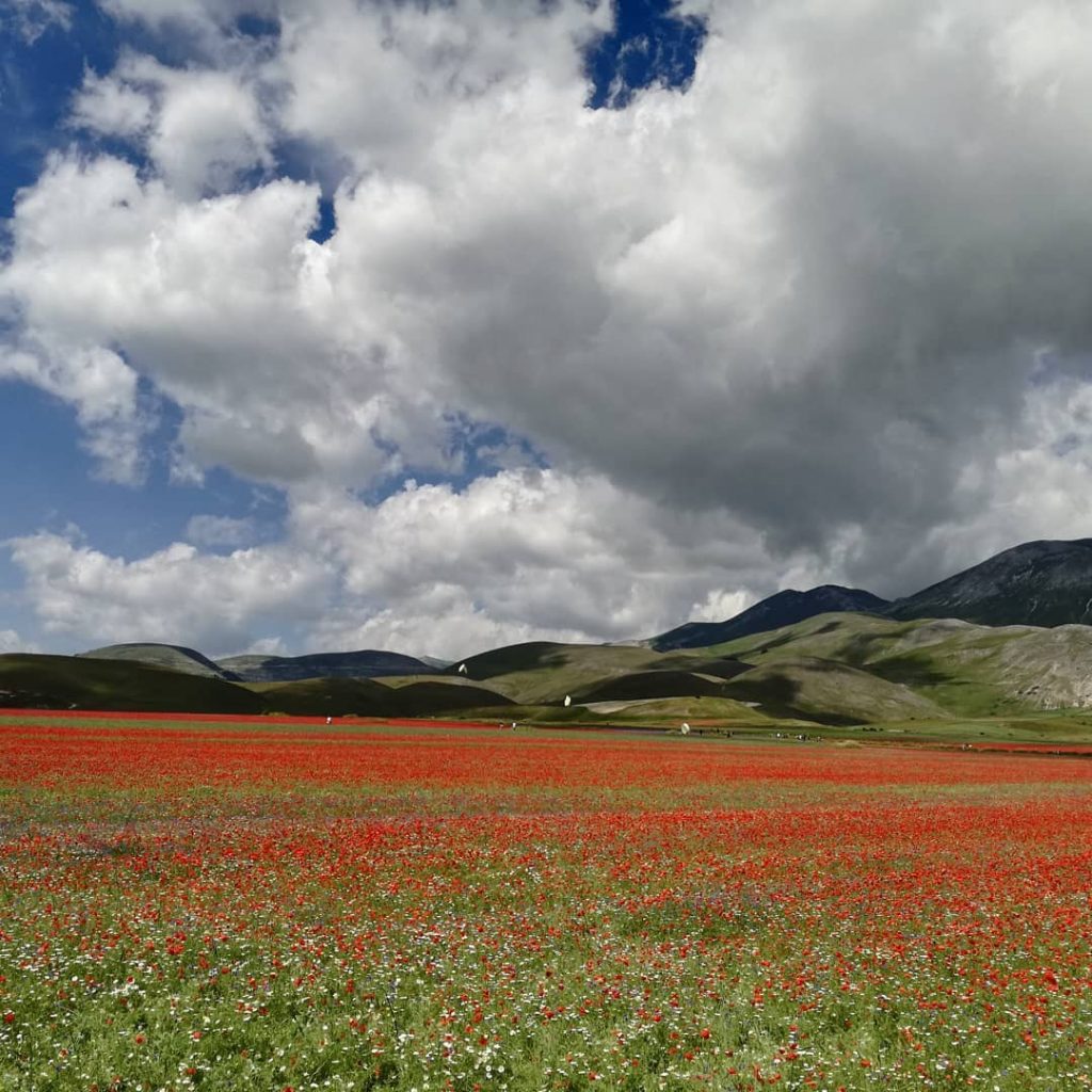 Castelluccio Norcia fioritura Pian Grande