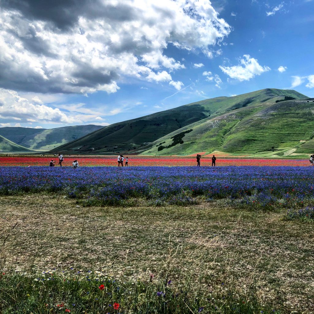 Castelluccio Norcia fioritura Pian Grande