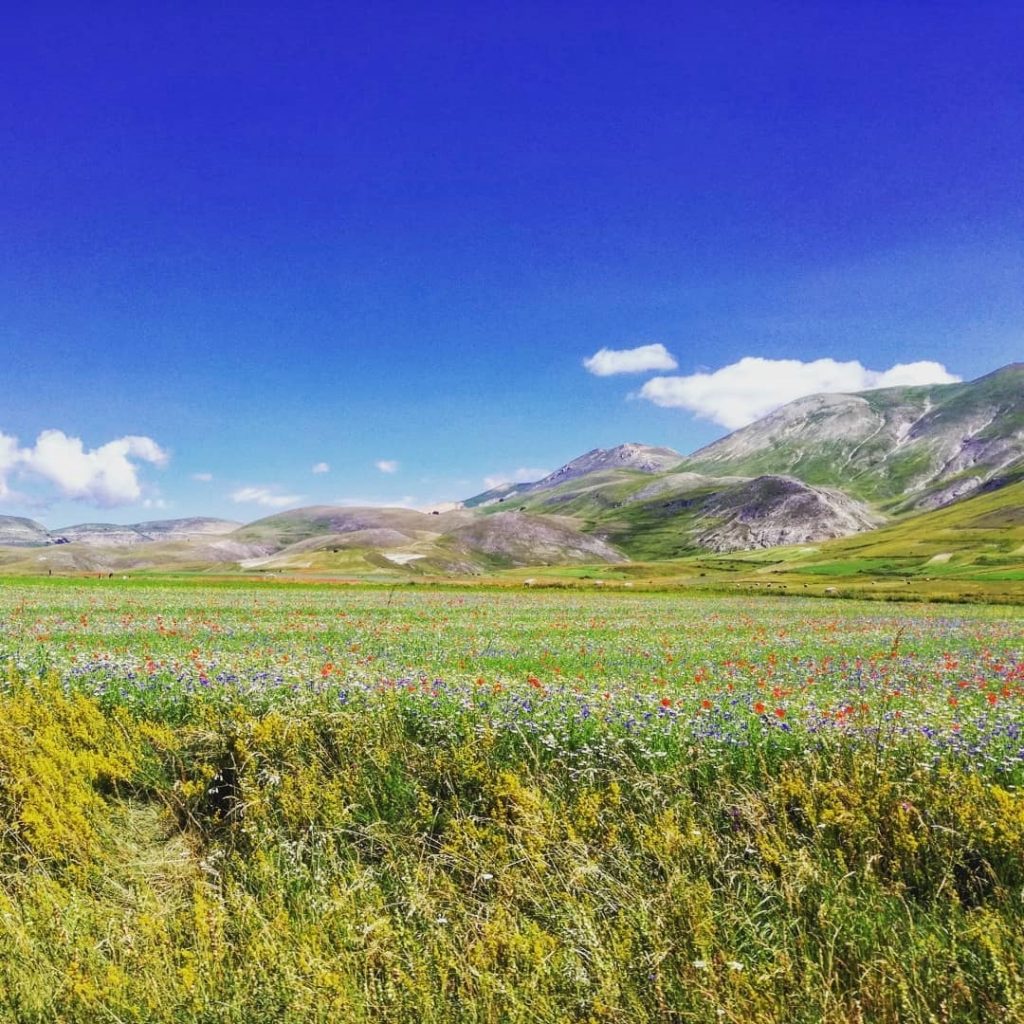 Castelluccio Norcia fioritura Pian Grande