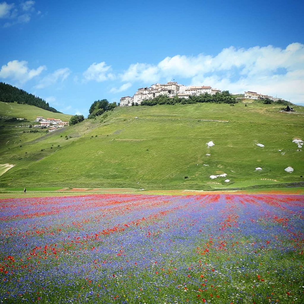 Castelluccio Norcia fioritura Pian Grande