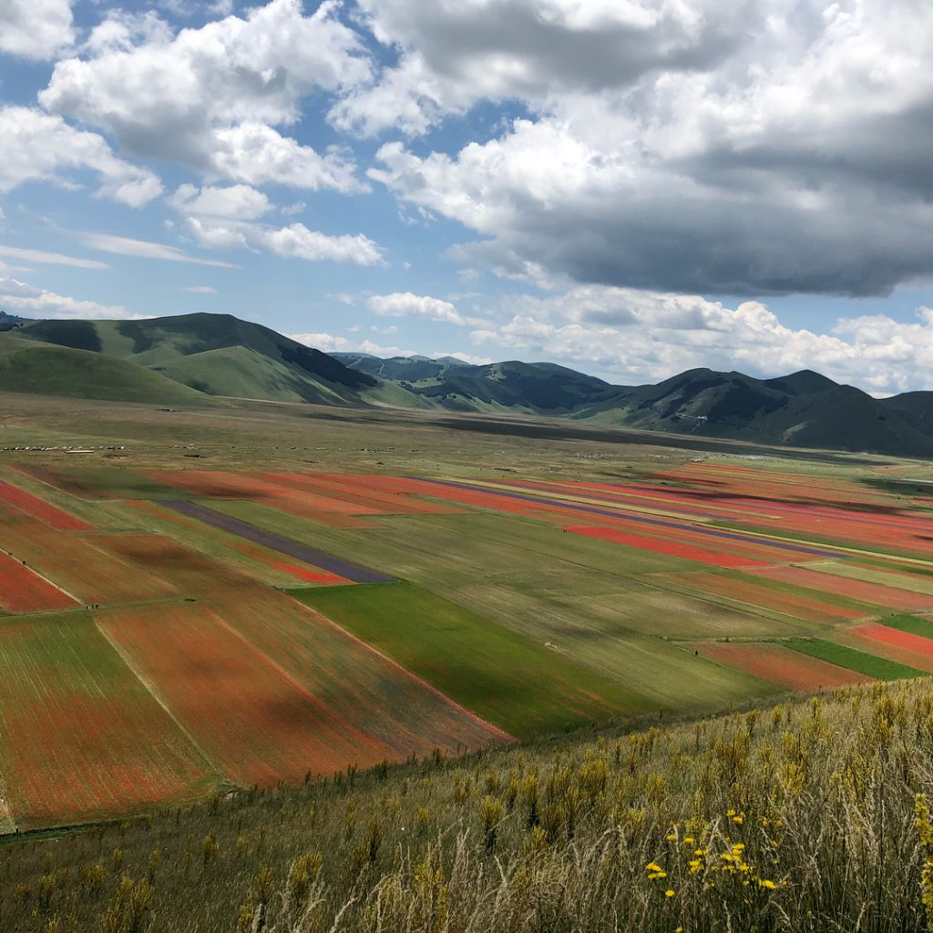 Castelluccio Norcia fioritura Pian Grande