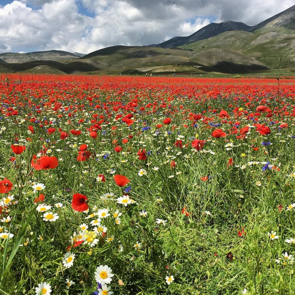 Castelluccio Norcia fioritura Pian Grande