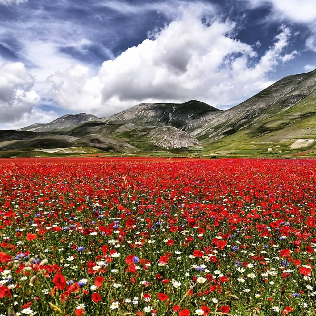 Castelluccio Norcia fioritura Pian Grande