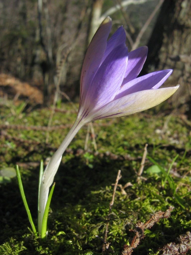 Crocus ilvensis