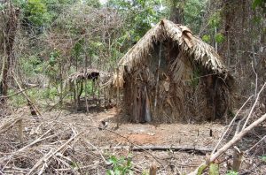 indigeno solo brasile