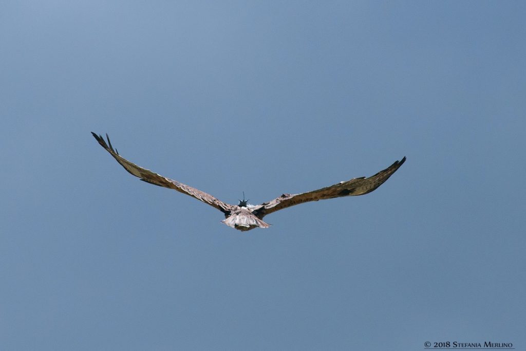 Aquila di Bonelli