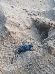 tartarughe caretta caretta erice