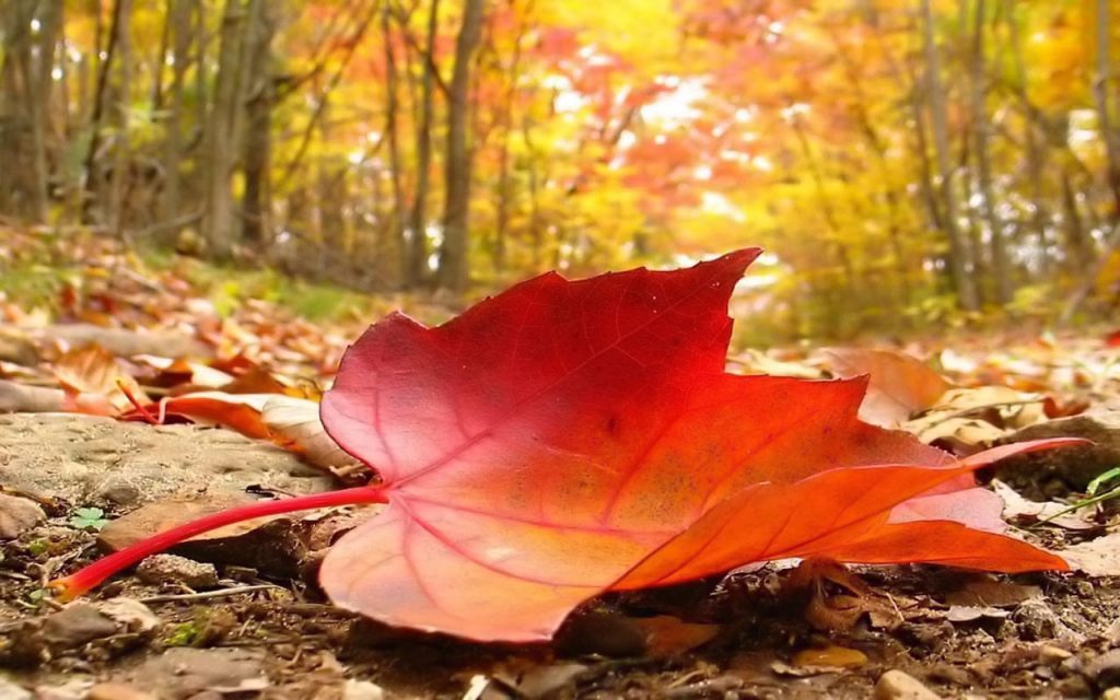 autunno