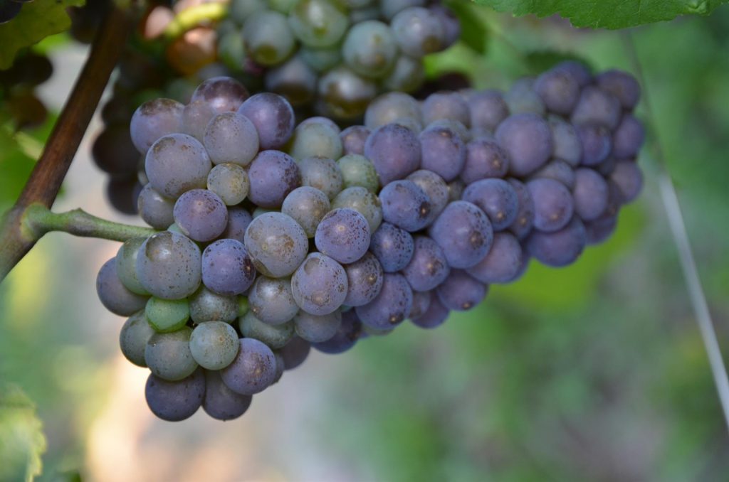 prima vendemmia DOC Pinot grigio delle Venezie