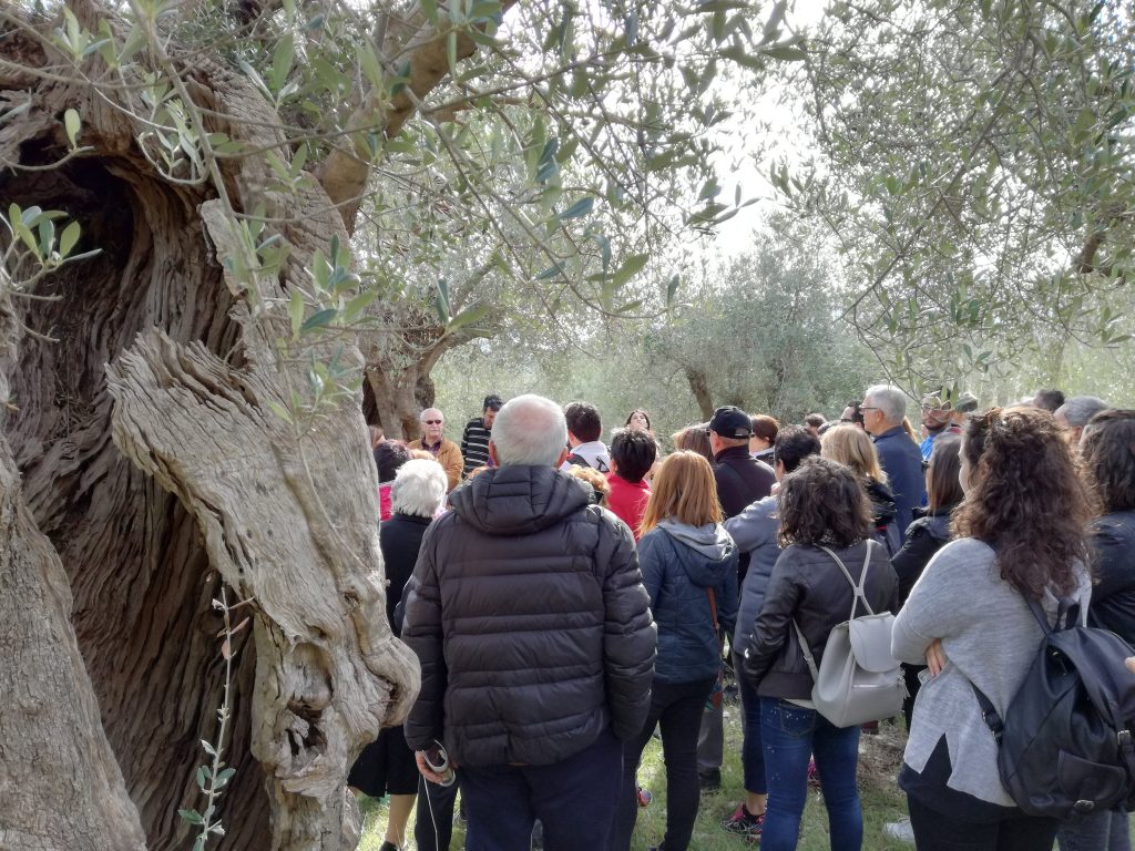 camminata tra gli olivi