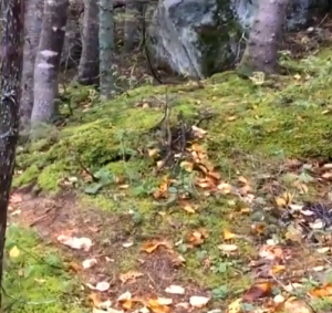 terra respira québec 