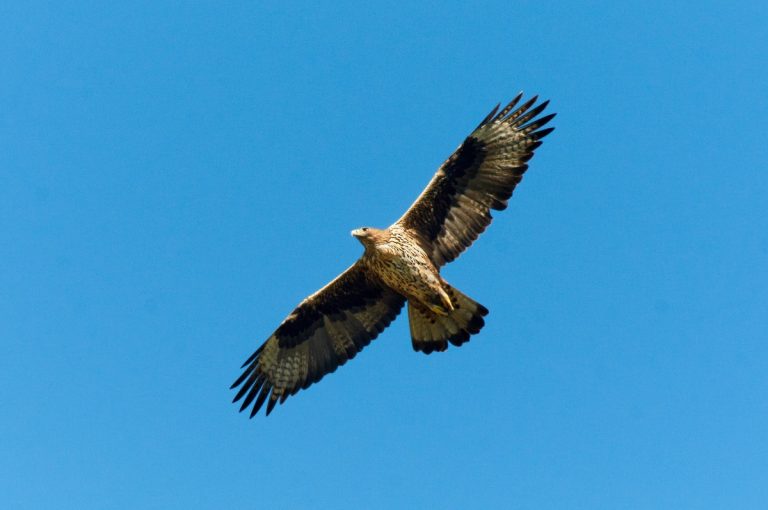 Aquila di Bonelli