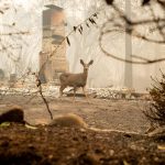 Incendi, la California continua a bruciare: decine di morti e centinaia di dispersi, il bilancio peggiore dal 1933 [GALLERY]