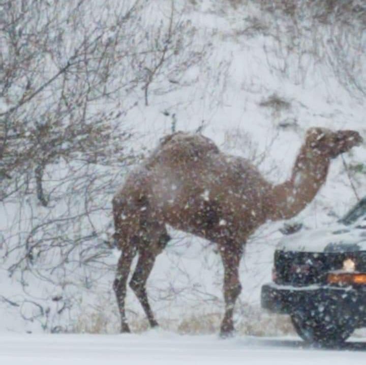 cammello neve usa