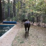 Incendi California, cavallo ritrovato stremato in una piscina: ecco come è riuscito a sfuggire alla furia del Camp Fire [FOTO]