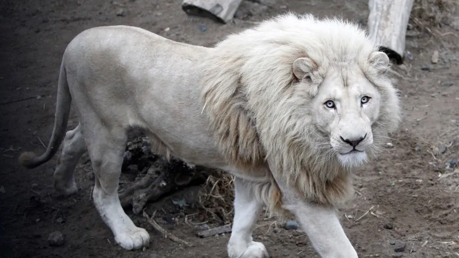 Sudafrica, un raro leone bianco sarà venduto all'asta ai cacciatori di  trofei: lanciata una campagna mondiale per salvarlo