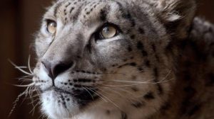 leopardo delle nevi ucciso