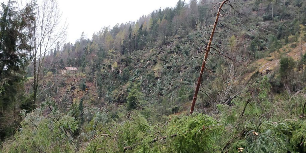 maltempo trentino alberi abbattuti