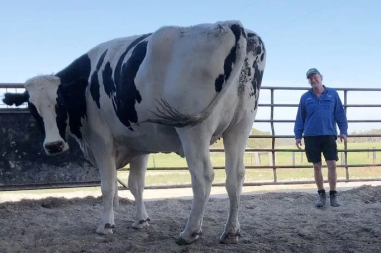 mucca più grande dell'australia