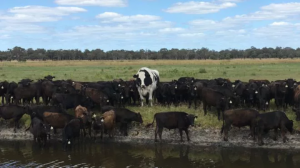 mucca più grande dell'australia