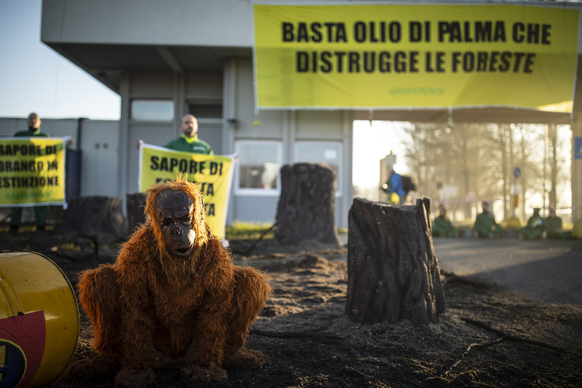 Greenpeace olio di palma