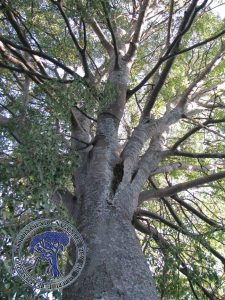 Celtis Australis