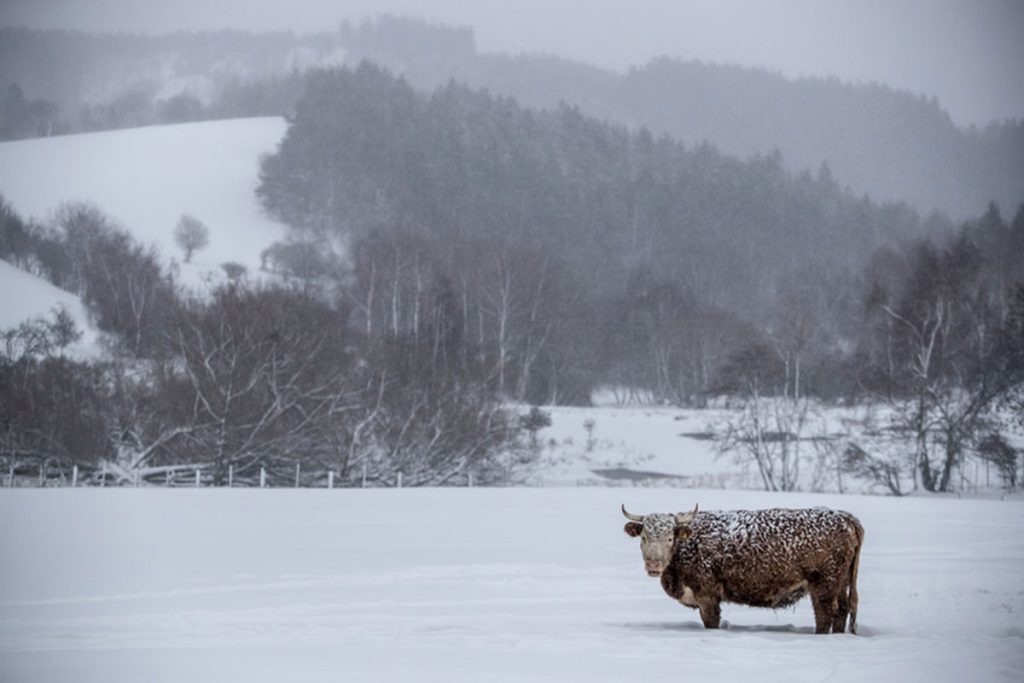 neve europa