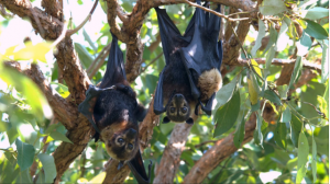 pipistrelli caldo australia