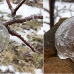 USA, spettacolari “mele fantasma” in Michigan: il gelicidio crea incredibili frutti di ghiaccio sugli alberi [FOTO]