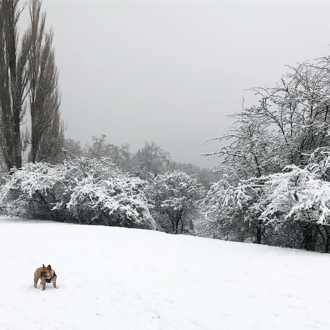 tempesta neve washington oregon