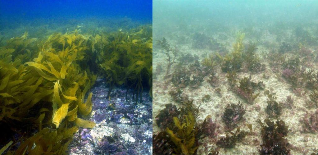 clima marino correnti calde confronto biodiversità