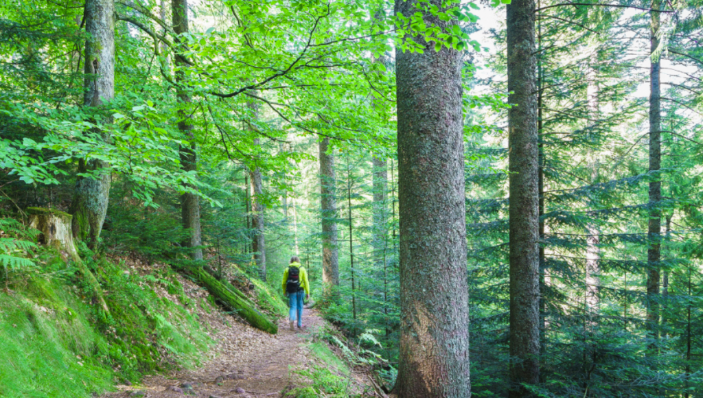 foresta natura