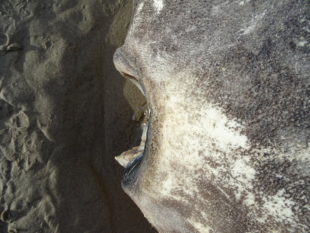 pesce luna imbroglione california