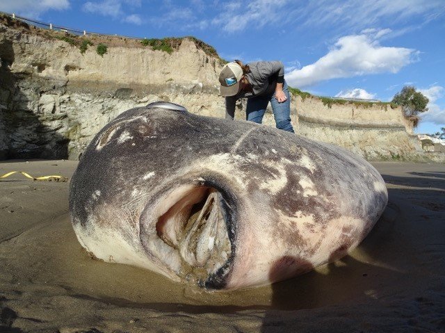 pesce luna imbroglione california