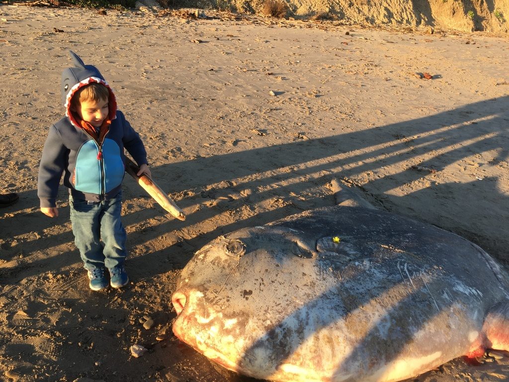 pesce luna imbroglione california