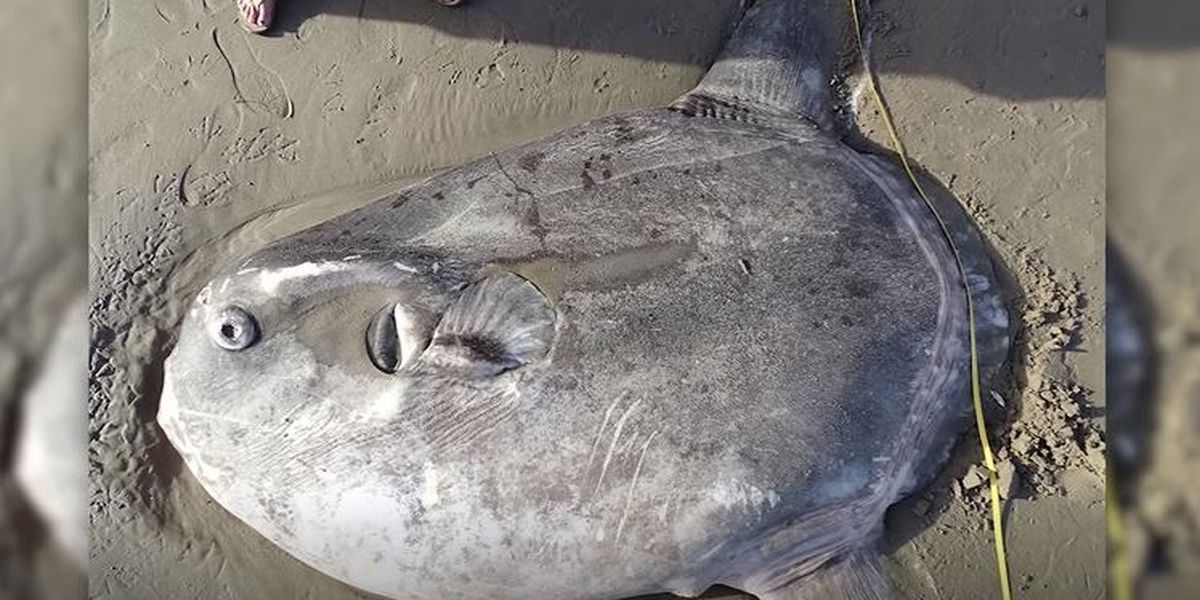 pesce luna imbroglione california