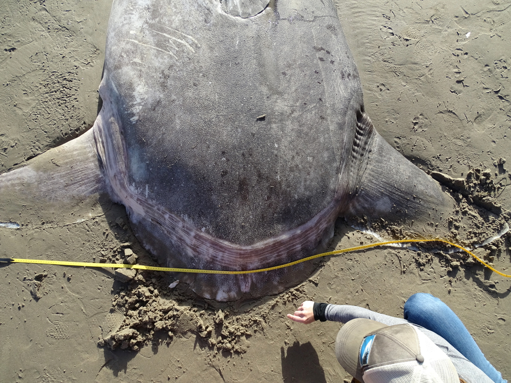 pesce luna imbroglione california