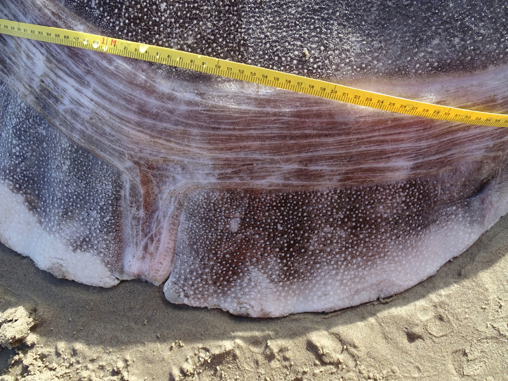 pesce luna imbroglione california