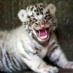 Cuccioli di tigre bianca allo zoo La Pastora di Monterrey in Messico [GALLERY]