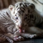 Cuccioli di tigre bianca allo zoo La Pastora di Monterrey in Messico [GALLERY]