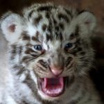 Cuccioli di tigre bianca allo zoo La Pastora di Monterrey in Messico [GALLERY]