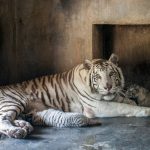 Cuccioli di tigre bianca allo zoo La Pastora di Monterrey in Messico [GALLERY]