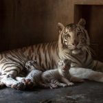 Cuccioli di tigre bianca allo zoo La Pastora di Monterrey in Messico [GALLERY]