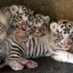 Cuccioli di tigre bianca allo zoo La Pastora di Monterrey in Messico [GALLERY]