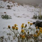 Incredibile in Arabia Saudita, una rarissima neve imbianca il deserto a inizio Aprile [FOTO e VIDEO]